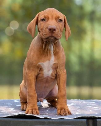 Cuccioli di American Pitbull