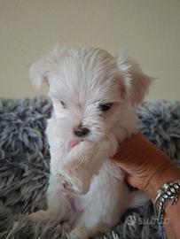 Maltese cucciolo con pedigree