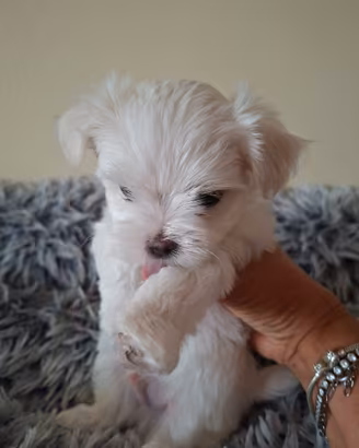Maltese cucciolo con pedigree