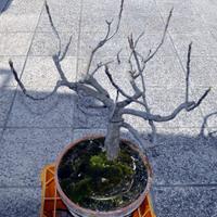 BONSAI DI FICO