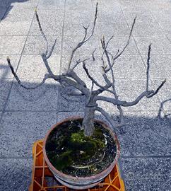 BONSAI DI FICO
