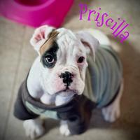 Cucciola Boxer BIANCA