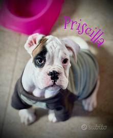 Cucciola Boxer BIANCA