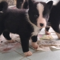 Cuccioli di Cane da orso della Carelia