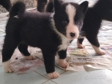 Cuccioli di Cane da orso della Carelia