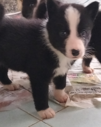 Cuccioli di Cane da orso della Carelia
