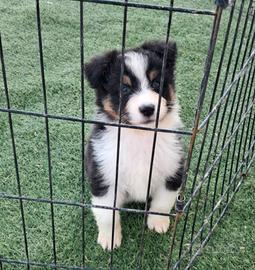 Cucciolotti australian shepherd