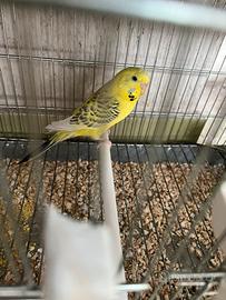 Pulli di cocorita clearbody