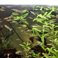Pesci Guppy e Guppy Endler