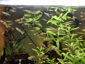 Pesci Guppy e Guppy Endler