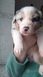 Cuccioli di pastore australiano