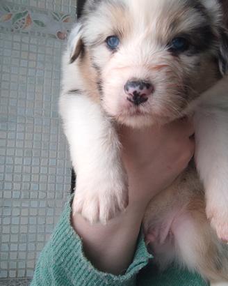 Cuccioli di pastore australiano