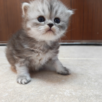 Gattino persiano