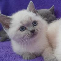 Ultima scottish fold e una Scottish straight