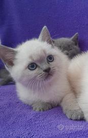 Ultima scottish fold e una Scottish straight