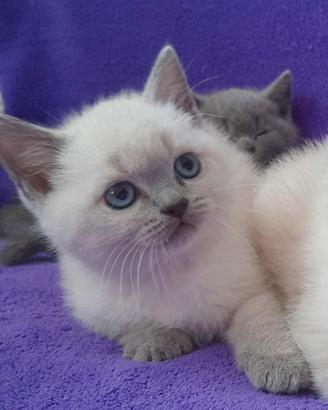 Ultima scottish fold e una Scottish straight