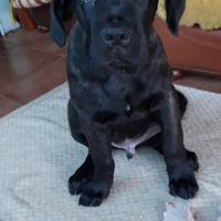 Cane corso, cuccioli