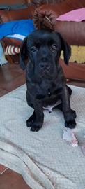 Cane corso, cuccioli