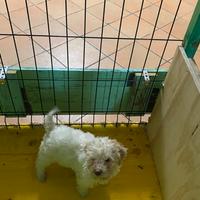 Cuccioli di Lagotto romagnolo