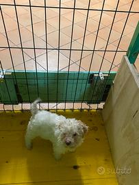Cuccioli di Lagotto romagnolo