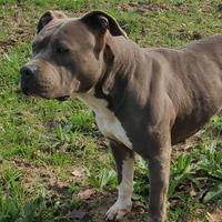 Amstaff disponibile per Monta