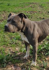Amstaff disponibile per Monta