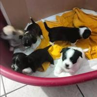 Cuccioli taglia piccola