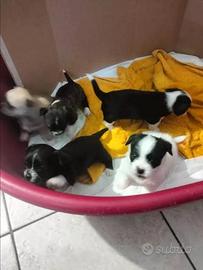Cuccioli taglia piccola