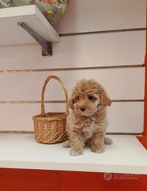 Maltipoo Femminuccia