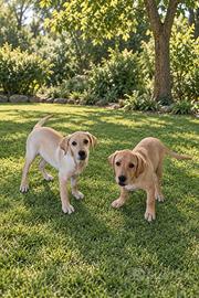 Femmine di Labrador