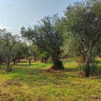 Uliveto in Gargano