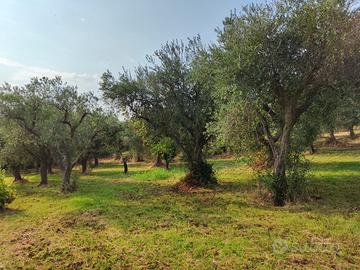 Uliveto in Gargano