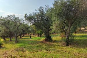Uliveto in Gargano