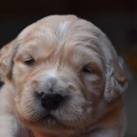 Cuccioli GOLDEN RETRIEVER