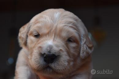 Cuccioli GOLDEN RETRIEVER