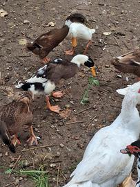 Anatre corritrici indiane