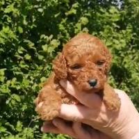 Cucciola di barboncino Toy red