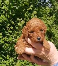 Cucciola di barboncino Toy red