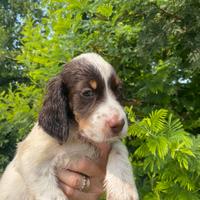 Cuccioli Setter Inglese - genealogia da beccaccini