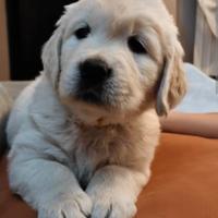 Cucciolo/a di Golden retriever/incrocio