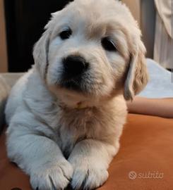Cucciolo/a di Golden retriever/incrocio