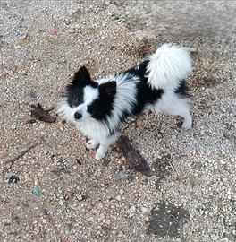 Cucciolona di volpino italiano con pedigree