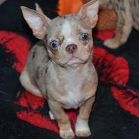 Chihuahua pelo corto Dgerar