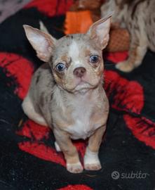 Chihuahua pelo corto Dgerar