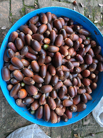 100kg ghiande biologiche per alimentazione maiali