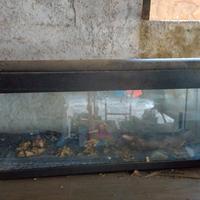 acquario 