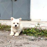 Cucciolo di West Highland