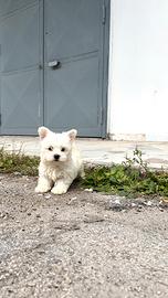 Cucciolo di West Highland