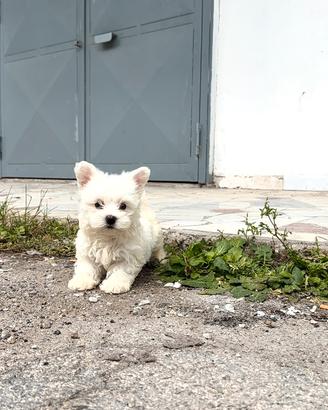 Cucciolo di West Highland
