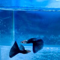 Guppy show (selezione )